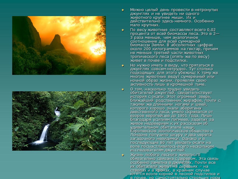 Можно целый день провести в нетронутых джунглях и не увидеть ни одного животного крупнее Можно целый день провести в нетронутых джунглях и не увидеть ни одного животного крупнее